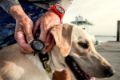 1st Mate safety wearable fob dog 